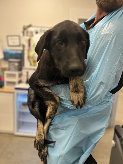 Shelter Stray Male Dog last seen N Modoc Ave & W Shaw Ave, Kerman Zone Fresno CO 1A 93630, CA, 1510 W Dan Ronquillo Dr, Fresno, CA 93706, USA
