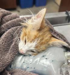 Shelter Stray Male Cat last seen Near E Lisonbee Avenue, MILLCREEK, UT, 84106, 511 W 3900 S, Salt Lake City, UT 84123, USA