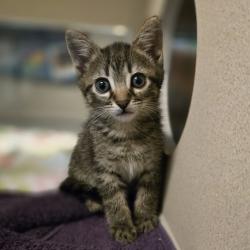 Shelter Stray Male Cat last seen Near W 133rd Avenue, SAN LEANDRO, CA, 94577, 8323 Baldwin St, Oakland, CA 94621, USA