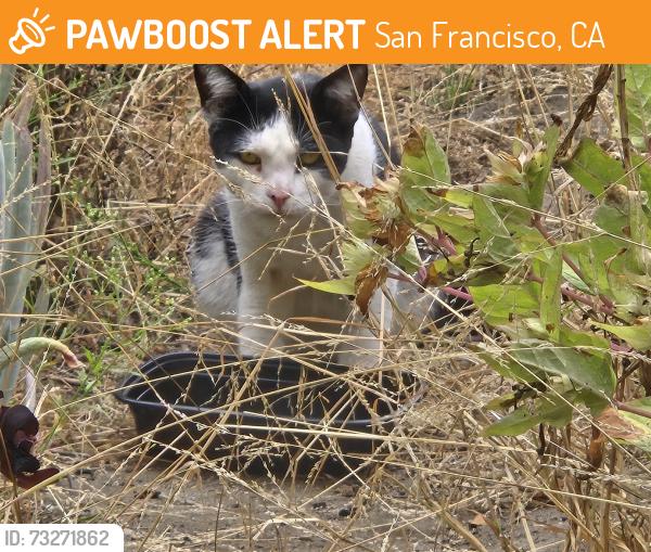Found/Stray Unknown Cat last seen 12th avenue and clement, San Francisco, CA 94118