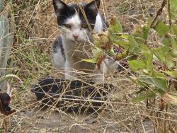 Found/Stray Unknown Cat last seen 12th avenue and clement, San Francisco, CA 94118