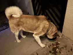 Found/Stray Male Dog last seen 110th and Andalusian SW, Albuquerque, NM 87121
