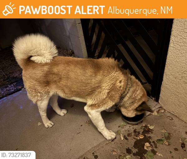 Found/Stray Male Dog last seen 110th and Andalusian SW, Albuquerque, NM 87121