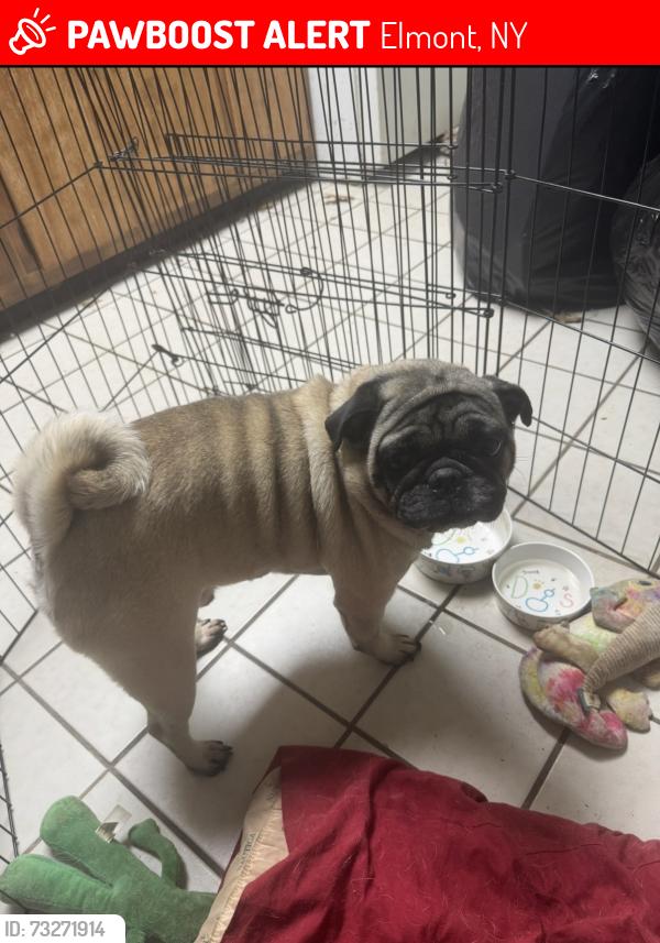 Lost Male Dog last seen Meacham Ave, Elmont, NY 11003