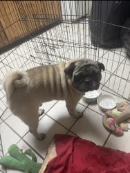 Lost Male Dog last seen Meacham Ave, Elmont, NY 11003