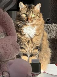 Reunited Female Cat last seen Near saint-henri, Gatineau, QC J8X 4J6