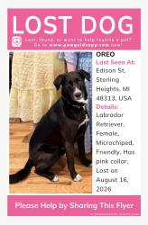 Reunited Female Dog last seen Edison St, Sterling Heights, MI 48313, USA, Sterling Heights, MI 48313