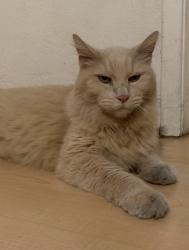 Reunited Male Cat last seen Bayleaf Court and Whitethorne Drive, San Jose, CA 95128