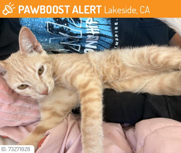 Found/Stray Male Cat last seen near the dumpsters, Lakeside, CA 92040