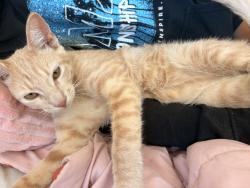 Found/Stray Male Cat last seen near the dumpsters, Lakeside, CA 92040