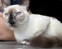 Reunited Female Cat last seen County road 127, Pearland, TX 77581