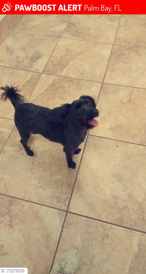 Lost Male Dog last seen Cogan road, Weslaco St SE, Palisades Dr SE, Waterbury ave SE, Palm Bay, FL 32909