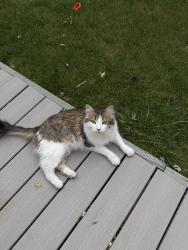 Found/Stray Unknown Cat last seen W Acorn St., Boise, ID 83713