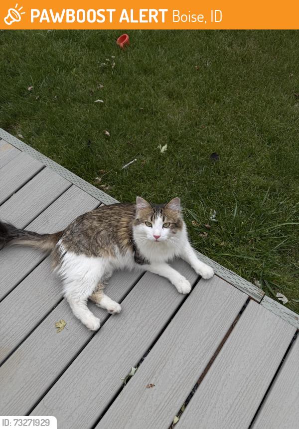 Found/Stray Unknown Cat last seen W Acorn St., Boise, ID 83713