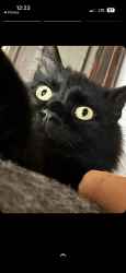 Lost Male Cat last seen eslmere fire department, Elsmere, KY 41018
