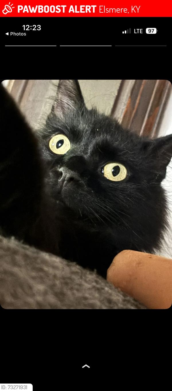 Lost Male Cat last seen eslmere fire department, Elsmere, KY 41018