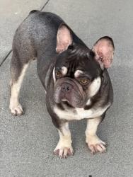 Lost Male Dog last seen edinger, Fountain Valley, CA 92708