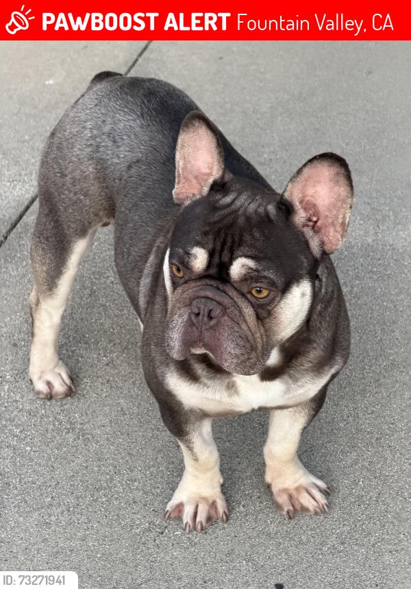 Lost Male Dog last seen edinger, Fountain Valley, CA 92708