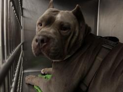 Shelter Stray Male Dog last seen , 1850 W 60th St, Los Angeles, CA 90047, USA
