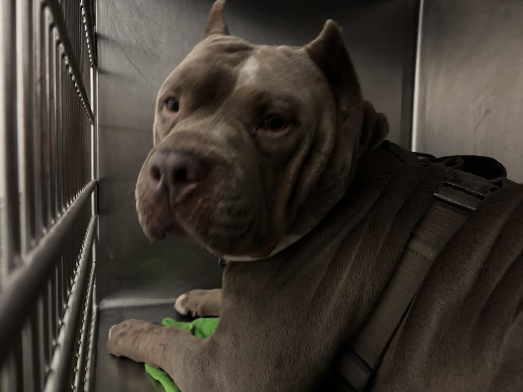 Shelter Stray Male Dog last seen , 1850 W 60th St, Los Angeles, CA 90047, USA
