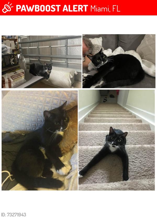 Lost Female Cat last seen Garden by Hammocks Neighborhood, Miami, FL 33196