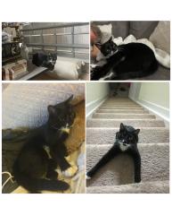 Lost Female Cat last seen Garden by Hammocks Neighborhood, Miami, FL 33196