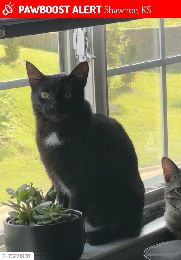 Lost Female Cat last seen Shawnee Station apmt, Shawnee, KS 66217