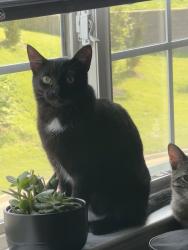 Lost Female Cat last seen Shawnee Station apmt, Shawnee, KS 66217