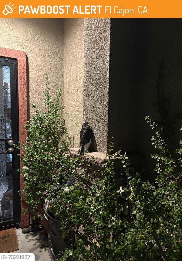 Found/Stray Unknown Bird last seen Bostonia Rec Center, El Cajon, CA 92021