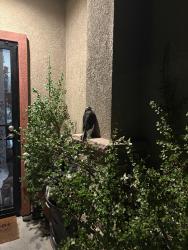 Found/Stray Unknown Bird last seen Bostonia Rec Center, El Cajon, CA 92021