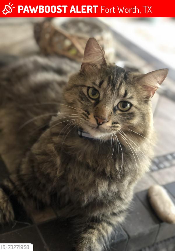 Lost Male Cat last seen Wickwood court, Fort Worth, TX 76131