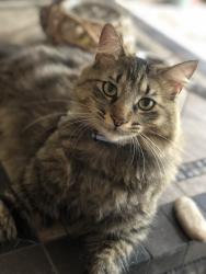 Lost Male Cat last seen Wickwood court, Fort Worth, TX 76131