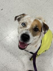 Found/Stray Male Dog last seen Okc shelter, Oklahoma City, OK 73129