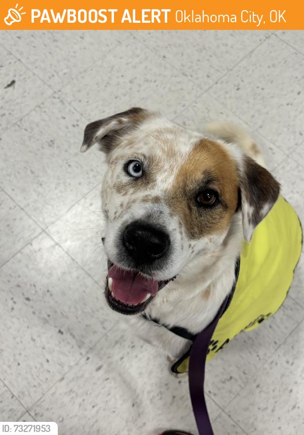 Found/Stray Male Dog last seen Okc shelter, Oklahoma City, OK 73129