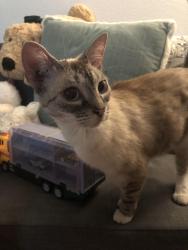 Found/Stray Female Cat last seen Vineyard and Arrow, Rancho Cucamonga, CA 91730
