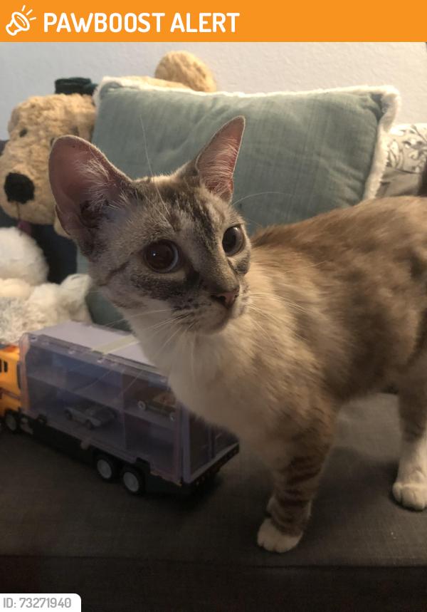 Found/Stray Female Cat last seen Vineyard and Arrow, Rancho Cucamonga, CA 91730