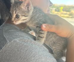 Reunited Female Cat last seen Rocket ship delta prep, Antioch, CA 94509