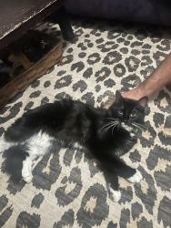 Found/Stray Unknown Cat last seen 17th and Race, Denver, CO 80206