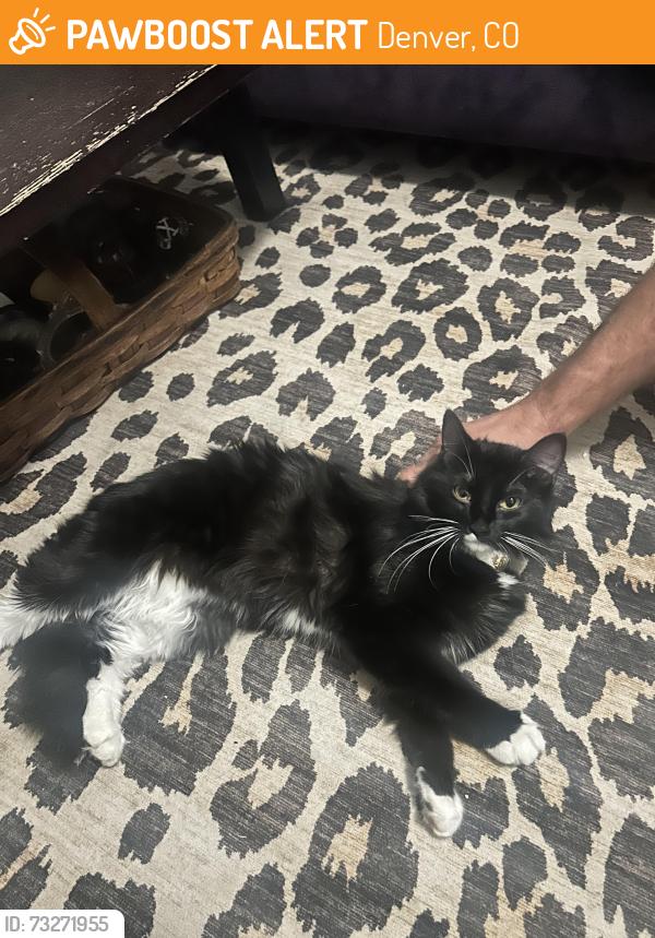 Found/Stray Unknown Cat last seen 17th and Race, Denver, CO 80206