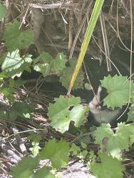 Found/Stray Male Cat last seen Jacob’s Street area, Charlotte County, FL 33953