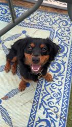 Lost Male Dog last seen Near Linholm, Robertsdale, AL 36567