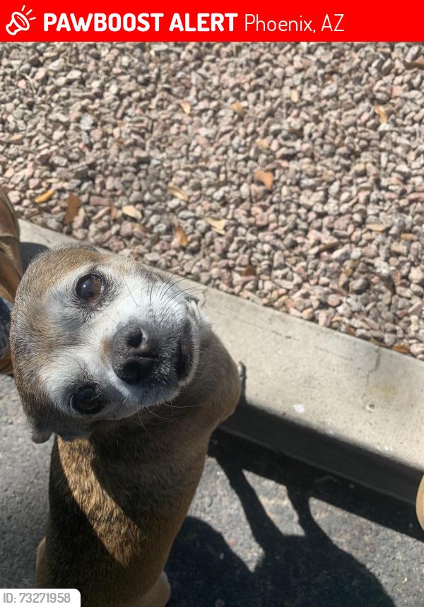 Lost Male Dog last seen 32nd Ave and IndianSchool Rd, Phoenix, AZ 85018