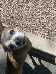 Lost Male Dog last seen 32nd Ave and IndianSchool Rd, Phoenix, AZ 85018
