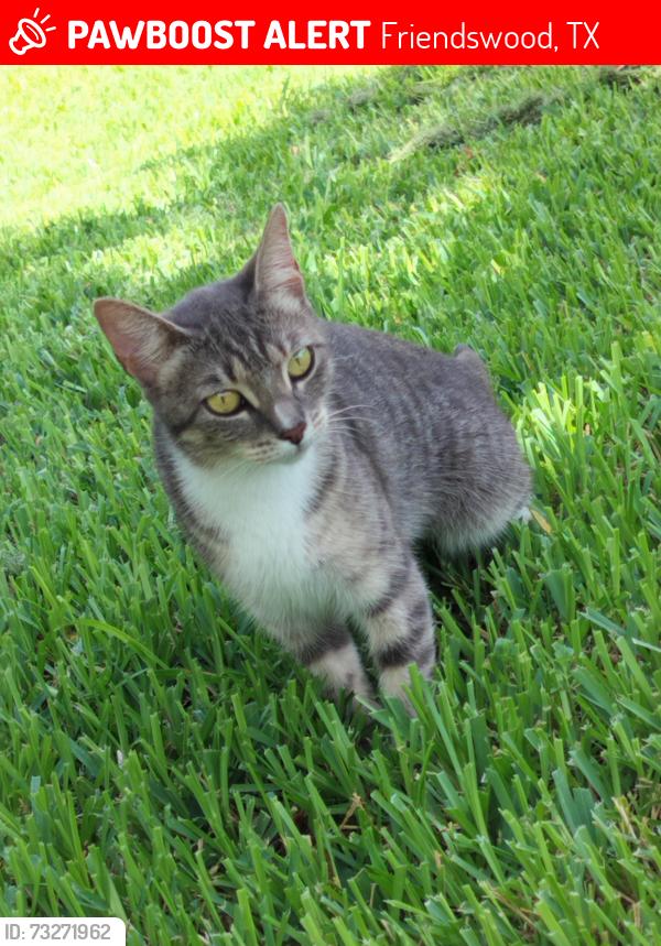 Lost Female Cat last seen Ravine Dr and Paint Rock, Friendswood, TX 77546