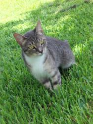 Lost Female Cat last seen Ravine Dr and Paint Rock, Friendswood, TX 77546