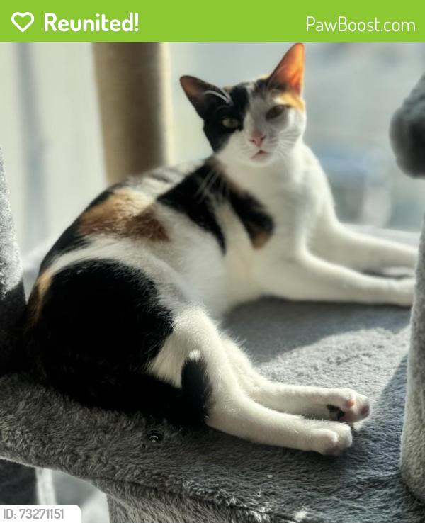 Reunited Female Cat last seen Keswick & 33rd, Baltimore, MD 21211