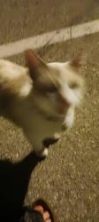 Found/Stray Unknown Cat last seen Sterling Park apmts, Norman, OK 73071