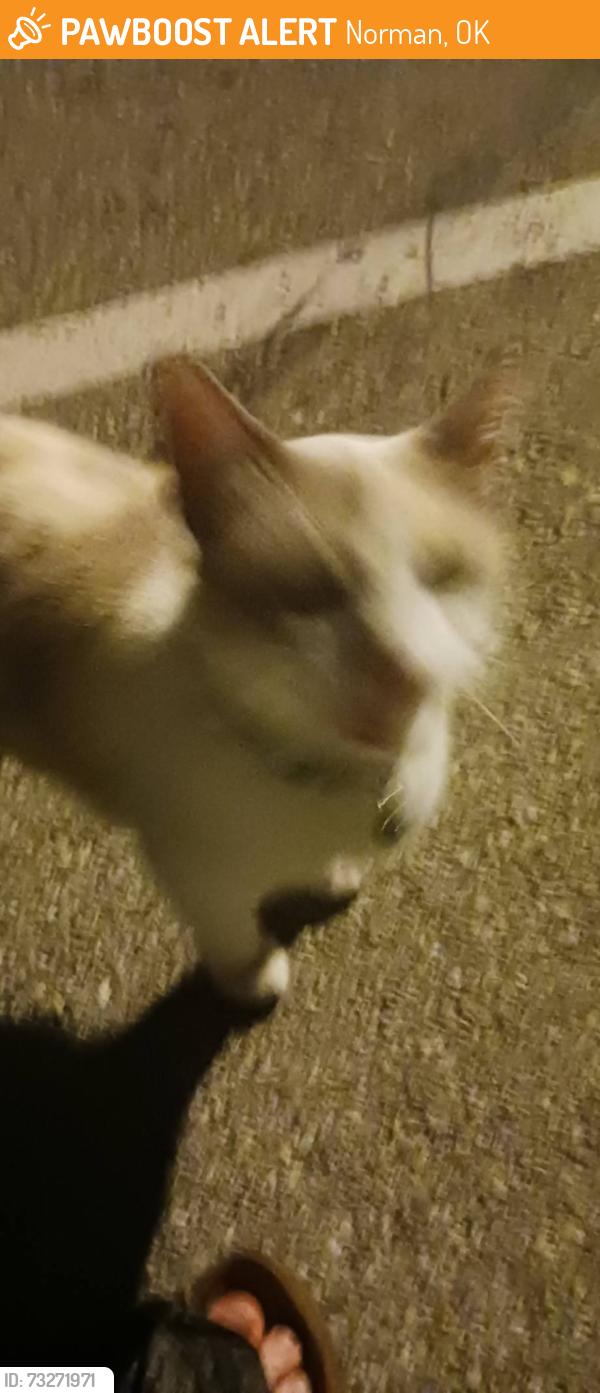 Found/Stray Unknown Cat last seen Sterling Park apmts, Norman, OK 73071