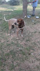 Found/Stray Male Dog last seen Williamson Valley Rd, Yavapai County, AZ 86305