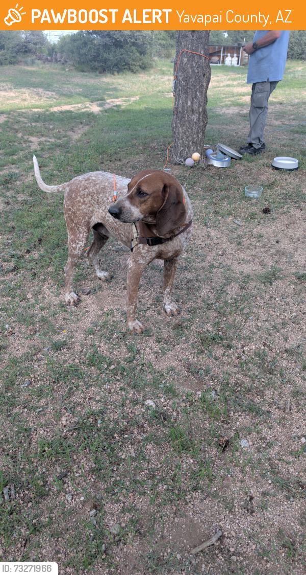 Found/Stray Male Dog last seen Williamson Valley Rd, Yavapai County, AZ 86305